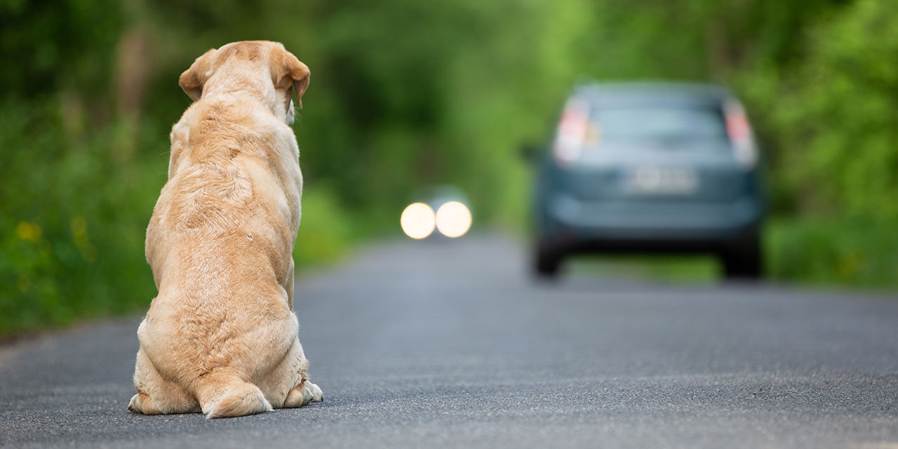 Suspensão na entrada de cães nos EUA