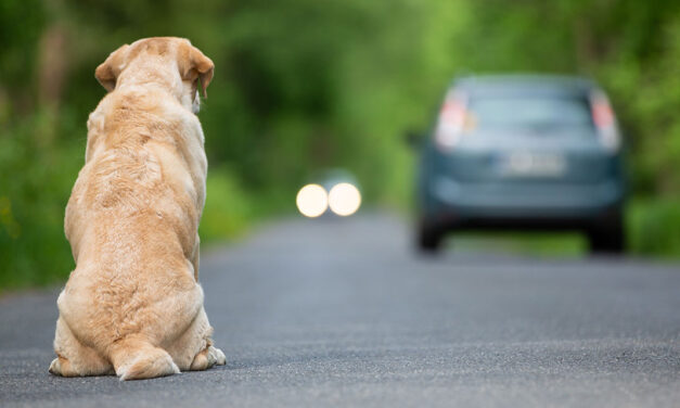 Suspensão na entrada de cães nos EUA